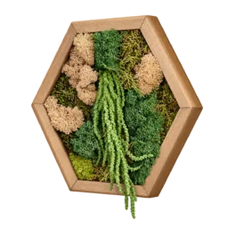 Tablou hexagonal cu licheni stabilizați verzi și bej și ramă din lemn natur, prezentat ușor din dreapta