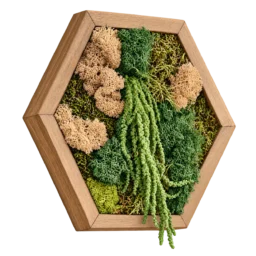 Tablou hexagonal cu licheni verzi și bej, plante curgătoare și ramă din lemn, prezentat ușor din stânga