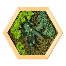 Tablou hexagon decorativ 30×25 cm cu licheni lime și verde-albăstrui, vedere frontală fără fundal