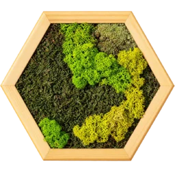 Tablou hexagon cu licheni verzi, mușchi și ramă din lemn 30×25 cm – vedere frontală