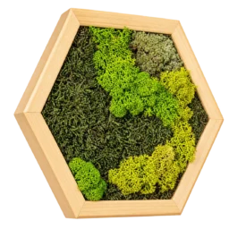 Tablou hexagon cu licheni verzi, mușchi și ramă din lemn 30×25 cm – vedere laterală stânga